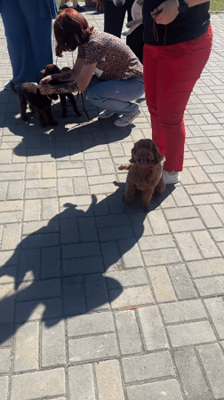 Dog show held in Omsk during Cultural Capital celebrations