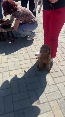 Dog show held in Omsk during Cultural Capital celebrations