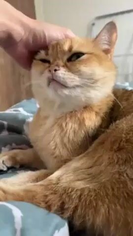 An unadorned video shows a person’s hand gently stroking an orange cat lying on a bed covered with a blue and gray patterned blanket. The cat, in a relaxed state, partially closes its eyes and displays a contented expression. The interaction is peaceful and intimate, showcasing a bond between human and animal. The setting suggests a domestic environment.