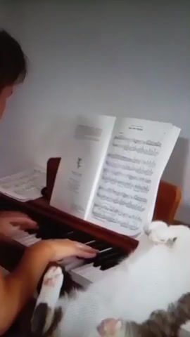 A person plays a piano with sheet music open on the stand. A white cat lies on its back on the piano keys, with its paws in the air, as if it is enjoying the music or is simply relaxed. The camera is positioned to capture both the pianist's hands on the keys and the cat.