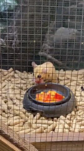 A small, light-colored animal with dark eyes is perched on its hind legs inside a wire cage. The cage floor is covered with a light-colored, pellet-like substance. In front of the animal is a small, black, circular bowl containing chopped pieces of orange and red fruit. The animal is holding a piece of the fruit in its front paws and appears to be eating it. The background is blurred and appears to be dark, with some greenery visible. The lighting is dim.