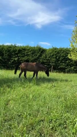A brown horse grazes in a field of green grass. The horse is wearing a black fly mask and white leg wraps. A dense green hedge lines the background of the field, and a bright blue sky with scattered white clouds is visible above. The sun is shining, casting a warm light on the scene.