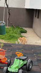 Everyday moments with pets and people captured in Zlatograd