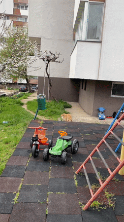 Everyday moments with pets and people captured in Zlatograd