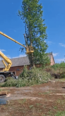 Tree trimming operation conducted in Zhabinka, Belarus