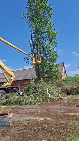 In a bright, sunny outdoor scene, a tall tree is being trimmed by a person operating a yellow cherry picker. The tree is mostly green with some bare branches, and a large pile of cut branches lies at its base. To the left is a large yellow truck with a cherry picker arm extended upwards. Behind the tree is a red building with a gray tiled roof. The ground is a mix of dirt and what appears to be wet, dark mud.  The sky is blue with a few wispy clouds.