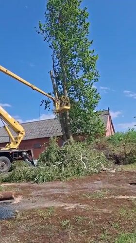 Tree trimming operation conducted in Zhabinka, Belarus