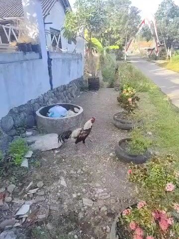 The video shows a rural road with houses on either side. A rooster is walking on the side of the road, near some potted plants. There is also a ditch with some trash in it. The sky is blue and the sun is shining.