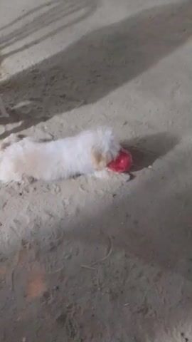 The video begins with a close-up of a dog lying on the ground with a red ball. The camera then quickly moves away, showing a person walking on a street in what appears to be a commercial area. There are buildings and lights visible in the background. The footage is shaky and blurry.
