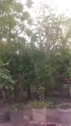 The video shows a view of a backyard or garden area. The camera appears to be moving slowly, panning across the scene. Lush green trees and bushes are visible in the background, creating a dense, natural backdrop. Several buckets or pots are scattered on the ground, some containing plants. The ground appears to be covered with dirt and a few scattered pieces of concrete or stone. The overall lighting suggests it is daytime, but the sky is overcast. There are no people visible in the video.