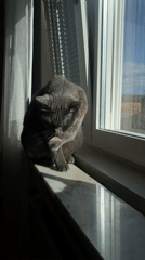 Gray cat observed grooming, gazing from Björklinge windowsill