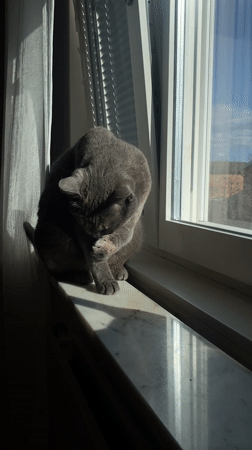 Gray cat observed grooming, gazing from Björklinge windowsill