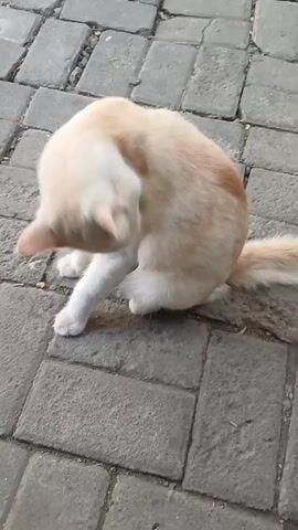 A ginger and white cat is sitting on a paved surface and grooming its ear with its back paw. The cat is facing to the left of the frame and its body is curved as it reaches its ear. The cat's tail is extended behind it.