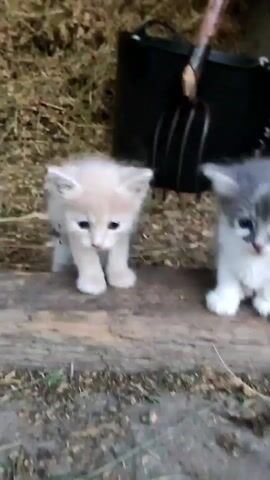This video shows two kittens sitting on a wooden beam. The kitten on the left is light cream colored with light blue eyes, and the kitten on the right is grey and white with dark blue eyes. Both kittens appear to be very young. They are sitting on a rough-hewn wooden beam, possibly a fence post or part of a rustic structure. The background is blurry but appears to be an outdoor setting with dry grass or hay, and a black plastic bucket with a pitchfork handle sticking out of it. The lighting suggests it could be daytime, possibly late afternoon, with soft, diffused light. The overall mood is peaceful and heartwarming, highlighting the cuteness of the young animals. There is no visible text in the video. The setting appears to be a rural or semi-rural environment.