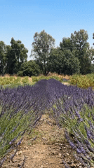 Lavender fields in full bloom on the Golan Heights