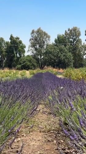 Lavender fields in full bloom on the Golan Heights