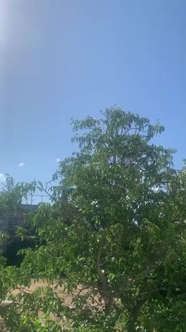 The video is a vertical shot of a tree against a clear blue sky. The sun is visible in the upper left corner of the frame, creating a lens flare. The tree has green leaves and branches. The background shows a blurry structure that appears to be a building. The video has a slight shake, indicating it was likely recorded by hand.
