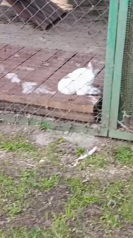 The video shows two white rabbits in an outdoor enclosure. The enclosure has a wooden platform and is surrounded by a chain-link fence. One rabbit is lying down on the platform, while the other is sitting up beside it. The ground outside the enclosure is covered in grass and dirt.