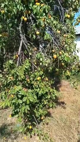 The video shows a fruit tree heavily laden with ripe yellow fruits, likely pears or plums. The tree is situated in a natural outdoor setting with dry grass and other vegetation around its base. Sunlight filters through the leaves and branches, casting shadows. The fruit is visible on numerous branches throughout the tree.