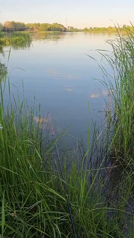 This is a vertical, eye-level shot of a serene lake scene. The foreground is dominated by tall, lush green reeds and grass that reach into the calm, reflective water. A fishing rod, with its tip visible and a bright red float, is partially submerged among the reeds, suggesting it is actively being used for fishing.

The water itself is a deep, tranquil blue, mirroring the clear, pale blue sky above. Scattered across the water's surface are faint reflections and perhaps some aquatic plants, adding texture to the glassy expanse. In the distance, the far bank of the lake is lined with a dense strip of trees and foliage, their colors muted by the soft, warm light. The horizon line is a gentle curve, indicating the vastness of the lake or river.

The time of day appears to be late afternoon or early evening, given the soft, diffused light bathing the scene and the warm glow on the distant treeline. The weather seems pleasant and calm, with no visible wind to disturb the water's stillness. The setting evokes a sense of peace and quietude, perfect for a contemplative fishing excursion.

There is no visible text in the media file. The overall emotion conveyed is one of tranquility, patience, and connection with nature. The focus is on the quiet anticipation of a catch, surrounded by the natural beauty of the lakeside. The location context of Uralsk, Kazakhstan, places this peaceful scene in a specific geographical setting known for its rivers and lakes.