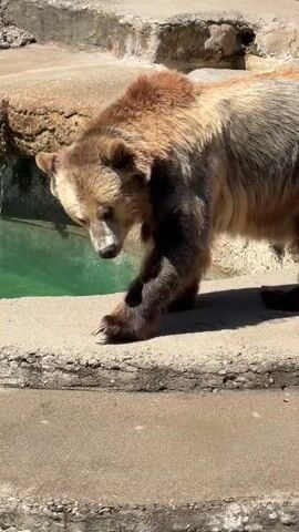 A brown bear is walking on a concrete and rock enclosure. The bear is brown with some lighter brown patches on its head and neck. It is walking towards the right of the frame and then turns its head down to investigate some food on the ground. The enclosure has a pool of green water on the left side and rocky walls in the background. There are some pieces of wood and a black cylinder on the ground in front of the bear. The bear is sniffing at some chopped green vegetables scattered on the ground.