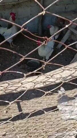 A blurry video shows several chickens in a coop. The coop appears to be outdoors and has brick walls. Some chickens are white with red combs, while others are gray. One chicken is drinking from a small bowl. There are also some pieces of wood and debris on the ground. The video is shaky and out of focus, making it difficult to see details clearly.