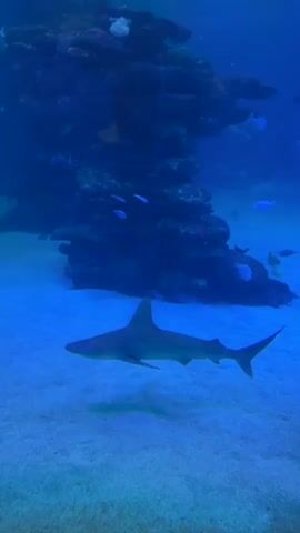 A shark swims in an aquarium. The shark is in the foreground of the video and is swimming from left to right. The shark is a light gray color and has a long, slender body with a dorsal fin and a tail fin. In the background of the video, there is a coral reef. There are also several other fish swimming in the aquarium. The water in the aquarium is blue and clear. The lighting in the aquarium is dim.