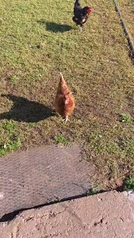 A brown chicken walks towards the camera, casting a shadow. Another chicken, black and brown, walks away from the camera in the background. The chickens are on a grassy area next to a metal grate. There are shadows of trees and people cast on the grass. The scene appears to be outdoors during the day.
