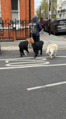 Man walks three dogs across London crosswalk