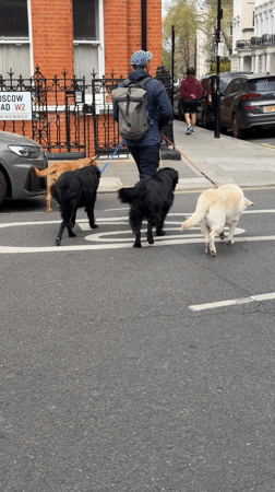Man walks three dogs across London crosswalk