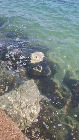 The video shows clear turquoise water lapping against a rocky shore. Small fish are visible swimming in the shallow water near the rocks. The sun is shining, casting dappled light on the water and the seabed. The scene is peaceful and natural, with no signs of human activity other than the rocky edge of the shore, which appears to be a man-made structure like a seawall or pier.