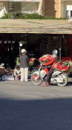 Dachshunds roam Da Lat streets amid flower vendors and motorbikes