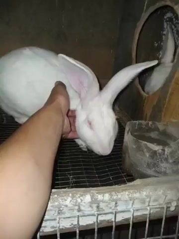 A hand gently strokes the head of a white rabbit. The rabbit has red eyes and large ears. It is inside a wire cage with a hay feeder. The background is dark and appears to be a wall.
