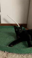 Cats play with toys during evening playtime in Budva