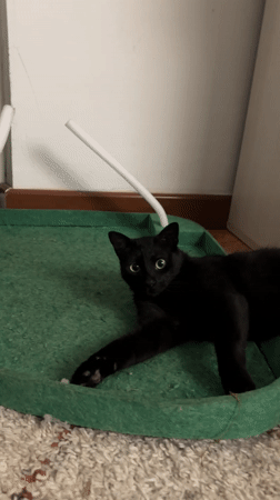 Cats play with toys during evening playtime in Budva