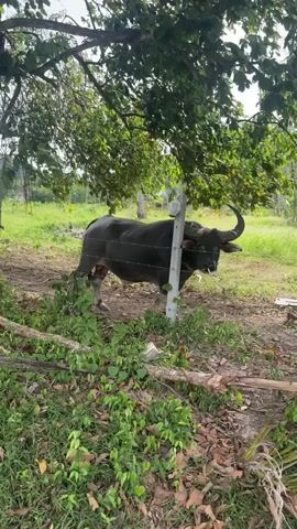 This media file shows a close-up view of a dark-colored water buffalo standing behind a barbed wire fence. The buffalo has large, curved horns and appears to be in an outdoor setting with trees and green vegetation. A concrete post, part of the fence, is prominently in the foreground, with a white plastic bag tied to its top. The buffalo has a white tube extending from its nostrils, which is connected to a wire or rope that trails down to the ground. Its expression is neutral. The background consists of a grassy field and more trees, suggesting a rural or farm environment. The lighting indicates it is daytime, likely under a canopy of leaves from an overhead tree. The overall scene is one of a domestic animal in an agricultural setting in Baan Nok Sai, Thailand.