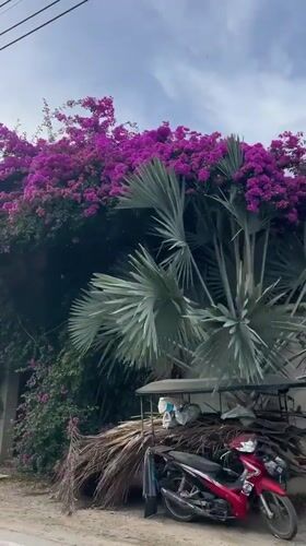 Everyday street life documented in Thai coastal village