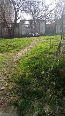 The video shows a grassy area with a dirt path leading towards a dilapidated concrete fence. Behind the fence are several large bags of what appears to be waste or debris. There are bare trees surrounding the area. The video is taken from a handheld device and the camera moves slightly. The scene is set on a sunny day.