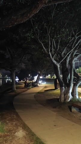 The video depicts a park at night. The camera is oriented in portrait mode, showcasing a path flanked by a row of trees. The trees are unusual, with thick, gnarled trunks and branches that extend low to the ground. On the other side of the path, there is grass and a low wall. In the distance, there are other people, lit by street lamps. There are no explicit actions or interactions visible, the camera remains static throughout the video. The lighting is dim but illuminated enough to see the details of the scene.