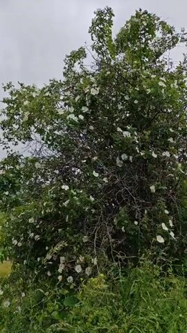 A bush with white flowers is shown with a slightly overcast sky in the background. The bush is full of green leaves and many white flowers are visible. The bush is surrounded by green grass. The video is shaky and moves slightly.