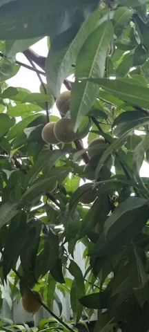 The video displays an upward-angle view of a tree branch laden with green, unripe peaches. The leaves are a vibrant green, and some appear wet, suggesting recent rain. The background is indistinct, showing a bright sky and hints of what might be other trees or structures. The camera movement is minimal, with slight camera shake.