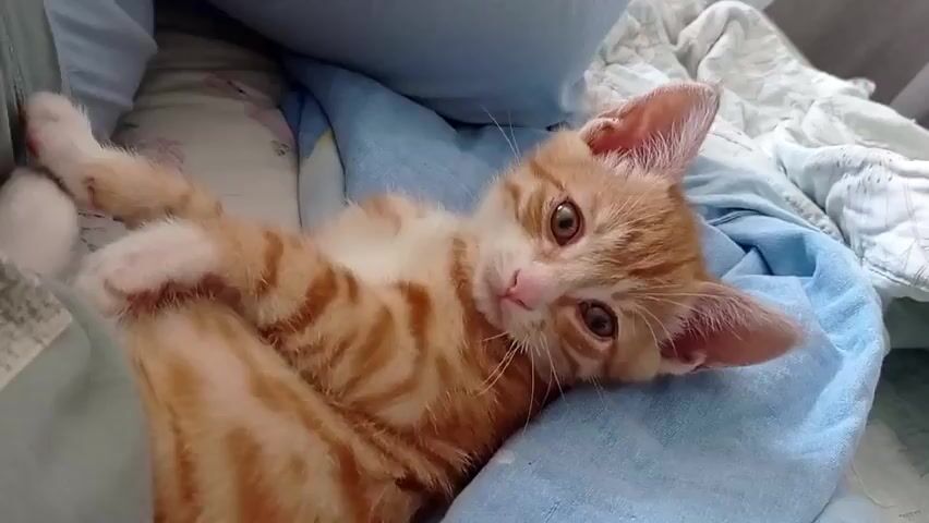 A ginger and white kitten with stripes is lying on its back on a light blue blanket. The kitten's paws are raised, and its head is tilted to the side. The kitten's eyes are open and looking at the camera. The background is blurred and appears to be a bed with a patterned blanket.