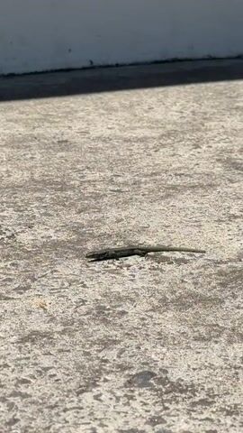 The video shows a small, dark-colored lizard on a concrete surface. The lizard is initially lying still, then it moves slowly towards the edge of the concrete. The surface is textured and uneven, with some discoloration. A white wall is visible in the background. The lighting is bright, suggesting it is daytime. There is no audio.