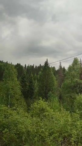 The camera pans across a landscape of green trees under an overcast sky. The trees cover a rolling hill in the distance. There are some power lines visible above the trees and what appears to be a power pole at one point. Music is playing in the background.