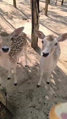 A person's hand holds a piece of bread towards two spotted deer. One deer gently takes the bread from the hand with its mouth. The other deer watches closely. The deer are in an outdoor enclosure with sandy ground and wooden posts. Sunlight casts shadows on the ground.