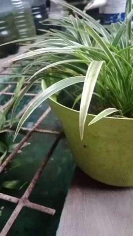 A close-up, eye-level shot focuses on a spider plant with variegated green and white leaves in a light green pot. The plant is on the right side of the frame, and its long leaves arch over to the left. The background is blurred, but it appears to be an outdoor or semi-outdoor setting. A metal grate with a grid pattern is visible below the plant, and what looks like water or a dark surface is underneath the grate. To the left of the pot and grate, other green plants are visible, with some of their leaves extending upwards. In the upper left and top of the frame, several plastic bottles are visible. The lighting suggests it is daytime.