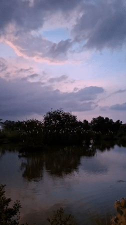 Egrets roost at dusk on a lakeside tree in Lhokseumawe