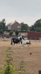 Horses and hay bales across a Great Yarmouth summer evening