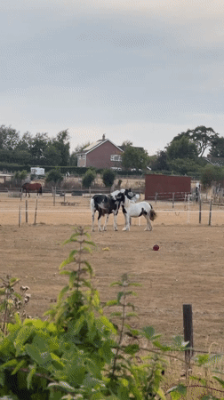 Horses and hay bales across a Great Yarmouth summer evening