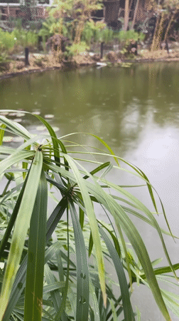 Rainy morning at a rustic waterside spot in Hiệp Thạnh